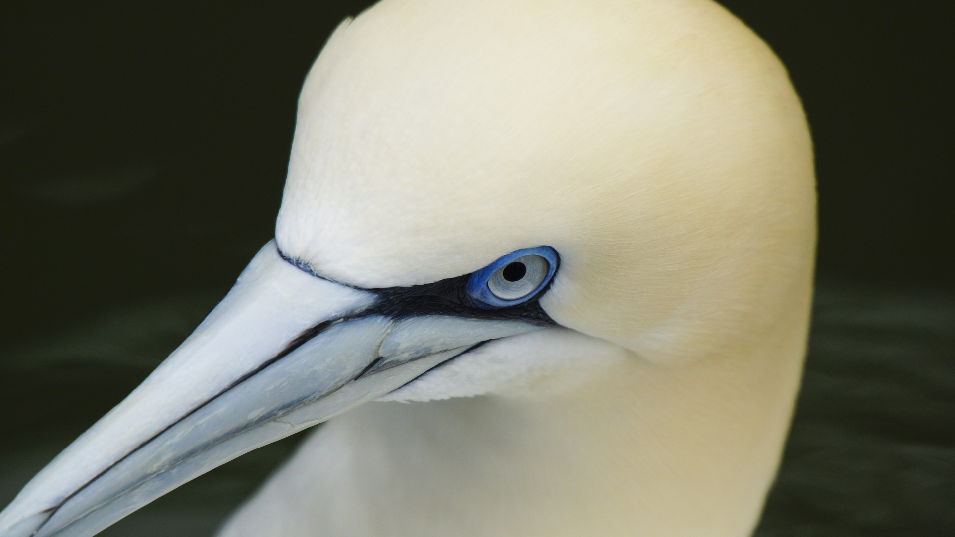 Tölpel Portrait