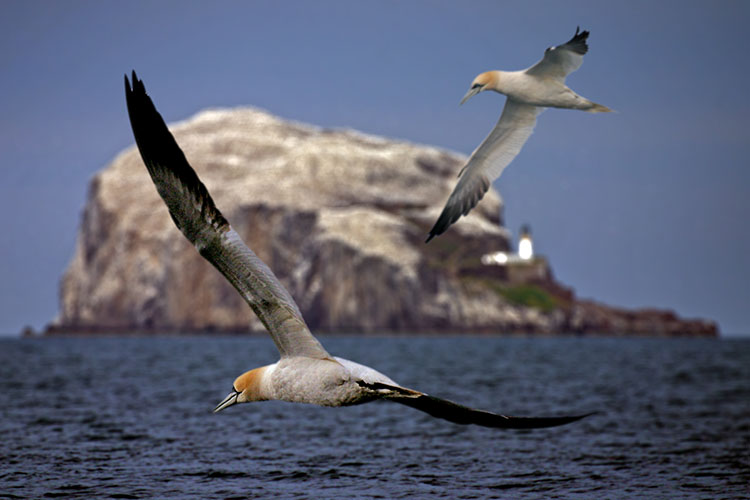 Tölpel vor der Birds' Island bei North Berwick, Schottland (GB)