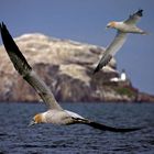 Tölpel vor der Birds' Island bei North Berwick, Schottland (GB)