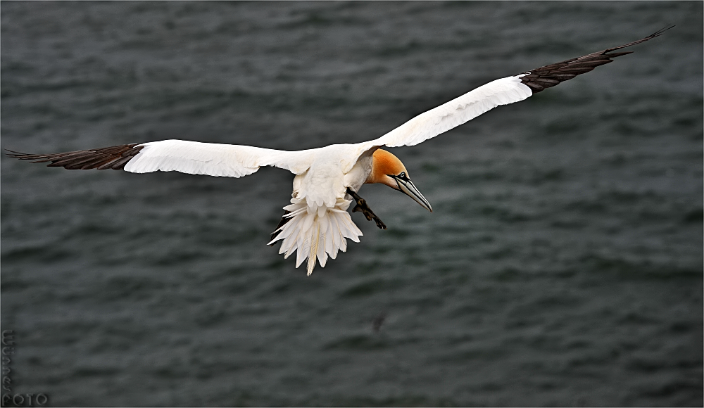 Tölpelflug