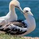 Helgoland