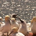 Tölpelhaft auf Helgoland