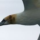 Tölpelhaftes Portrait