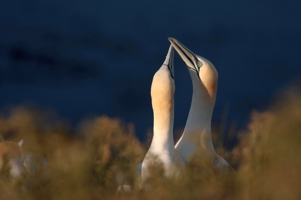 Tölpelliebe auf Helgoland