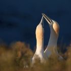 Tölpelliebe auf Helgoland