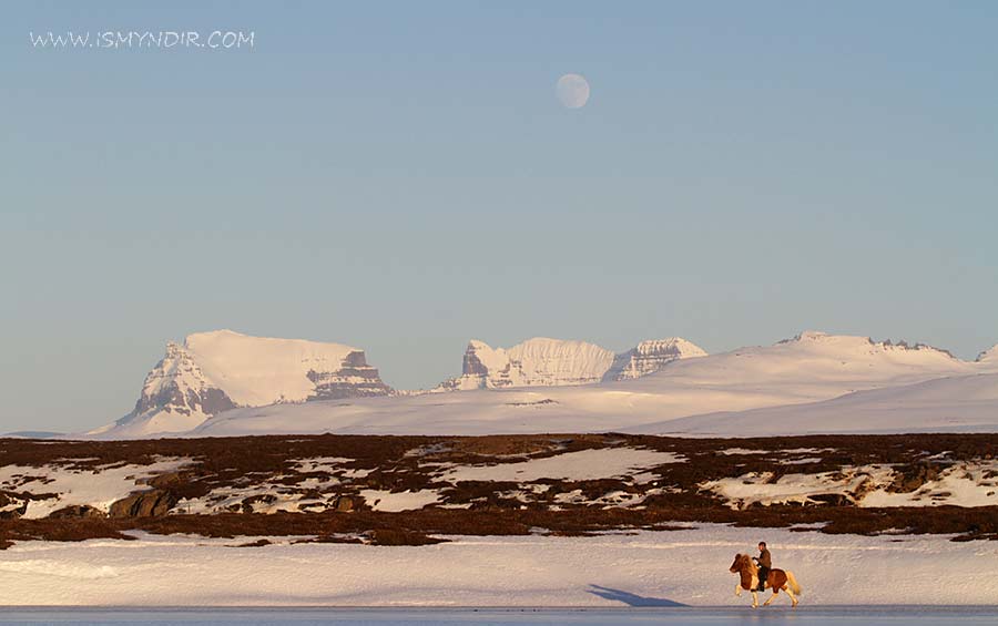 Tölt on ice