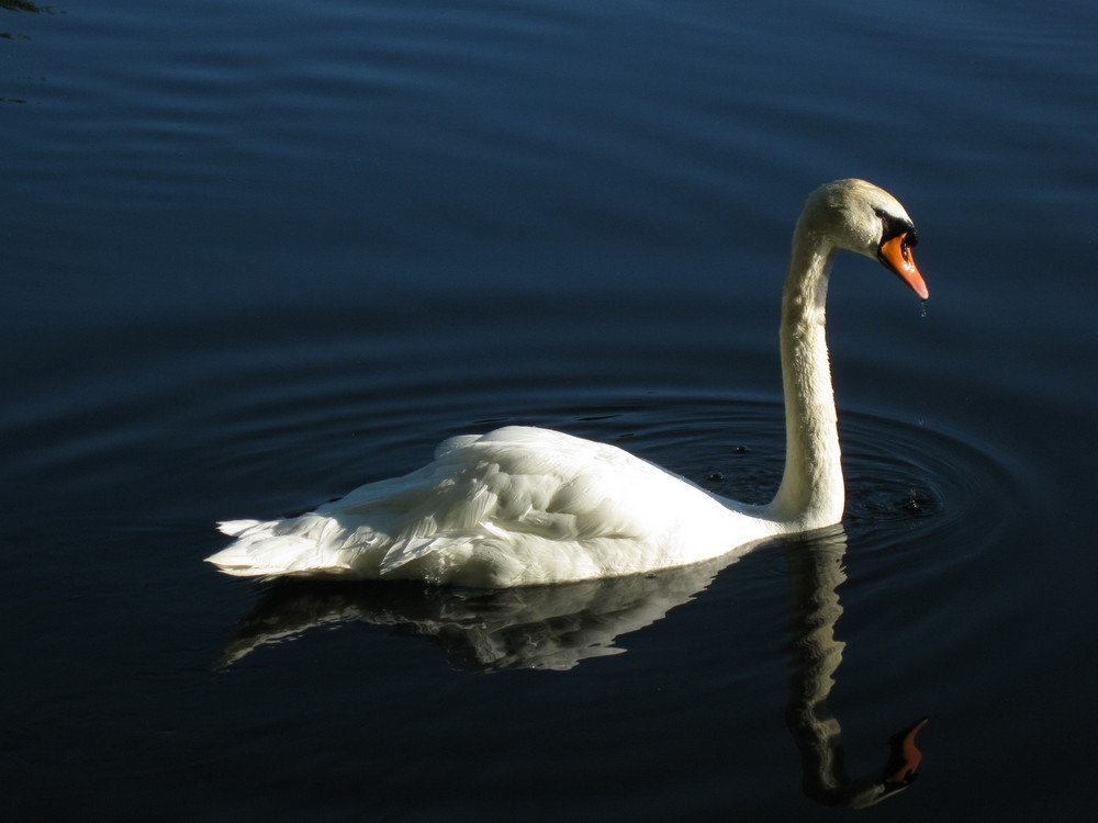 Töneböns Teiche bei Hameln "Schwan"