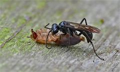 Tönnchenwegwespe mit Spinne