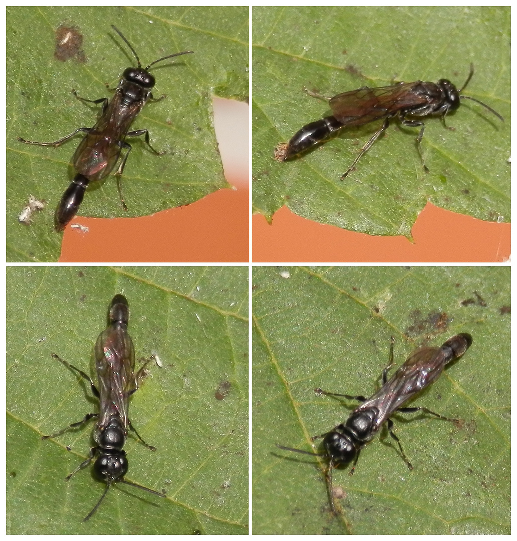 Töpfergrabwespe (Trypoxylon figulus) auf Sommerflieder