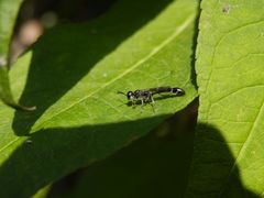 Töpfergrabwespe (Trypoxylon figulus) auf Sommerflieder