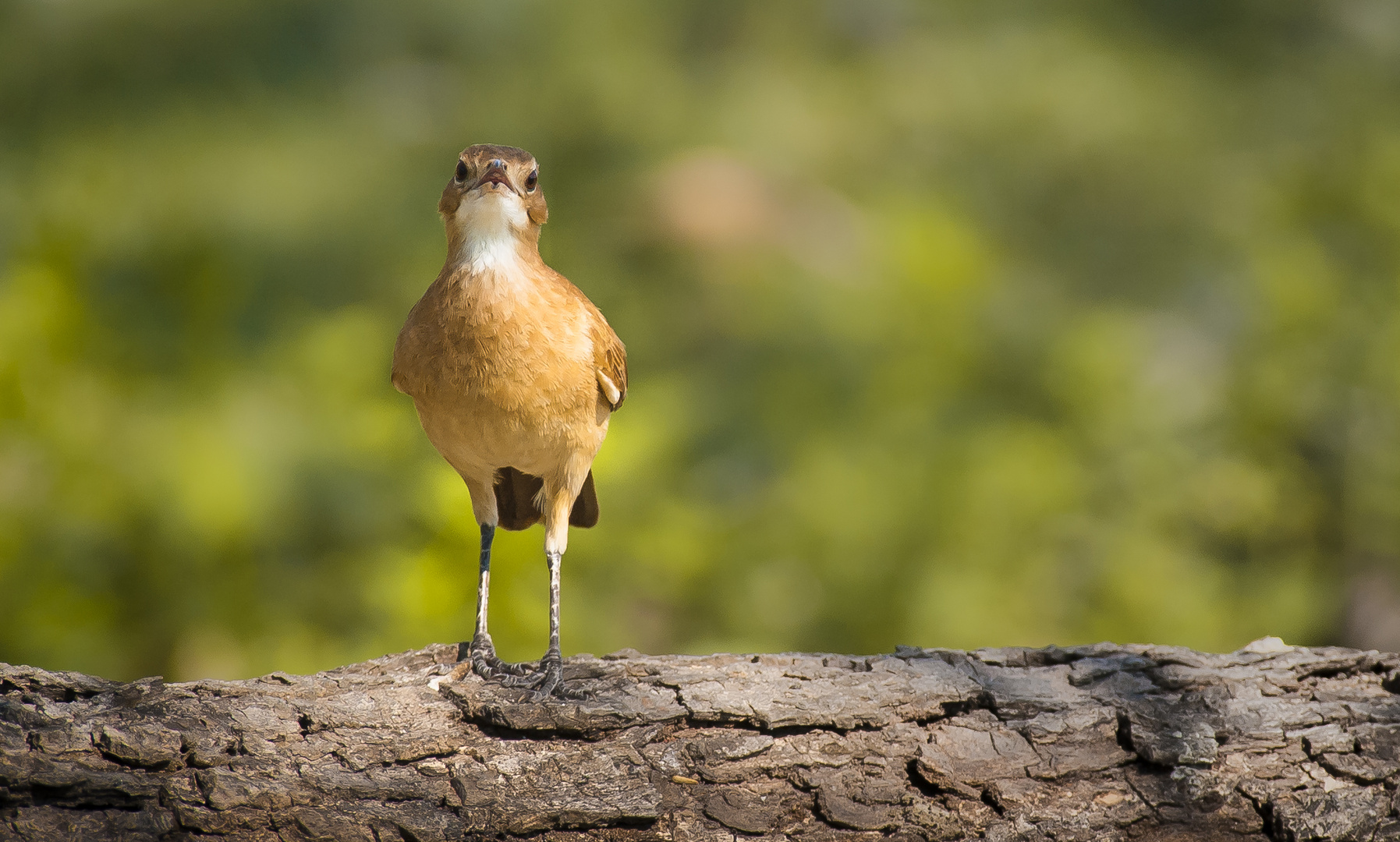 Töpfervogel - I