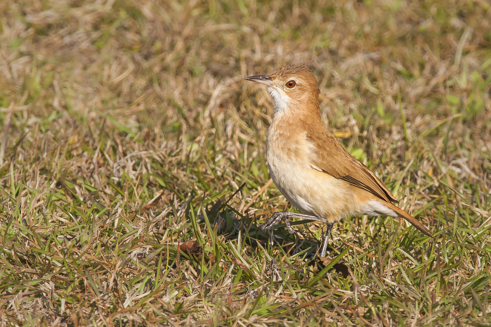 Töpfervogel - II