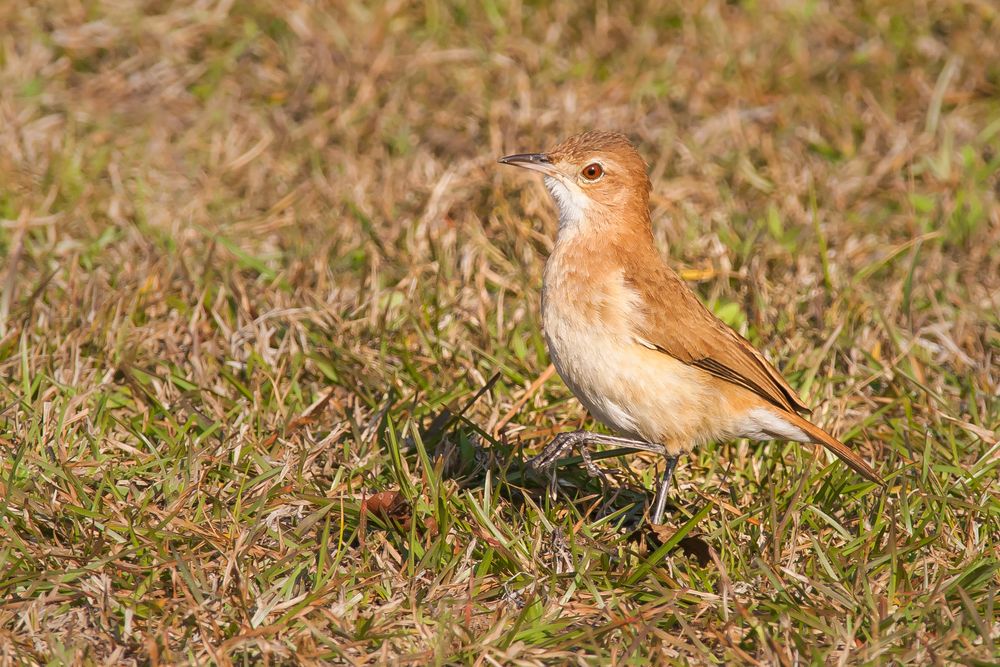 Töpfervogel - II