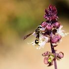 Töpferwespe (Eumenes pedunculatus), potter wasp