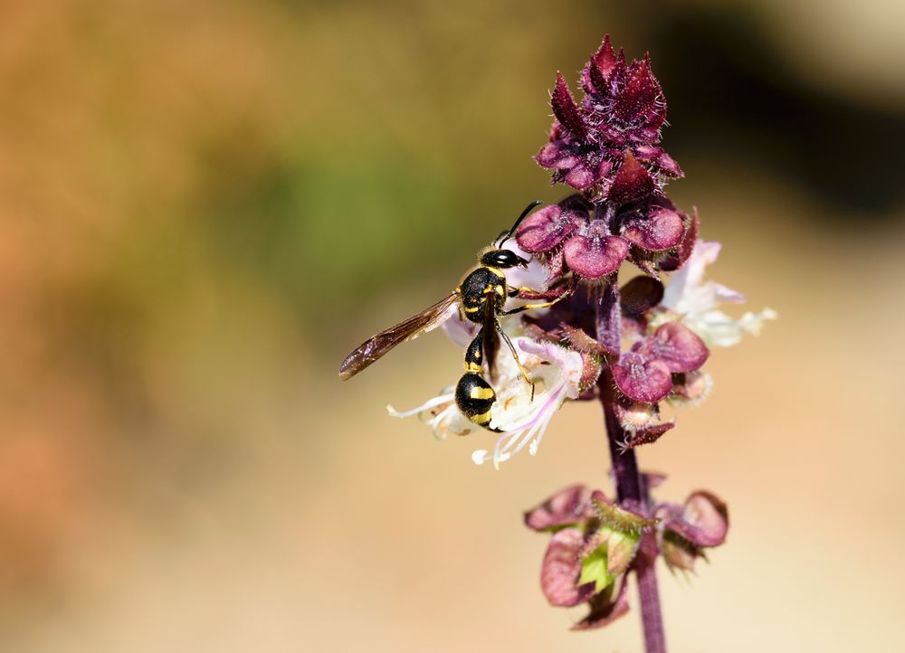 Töpferwespe (Eumenes pedunculatus), potter wasp