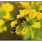 Töpferwespe - Eumenes sp.