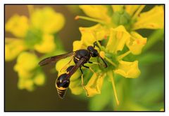 Töpferwespe - Eumenes sp.