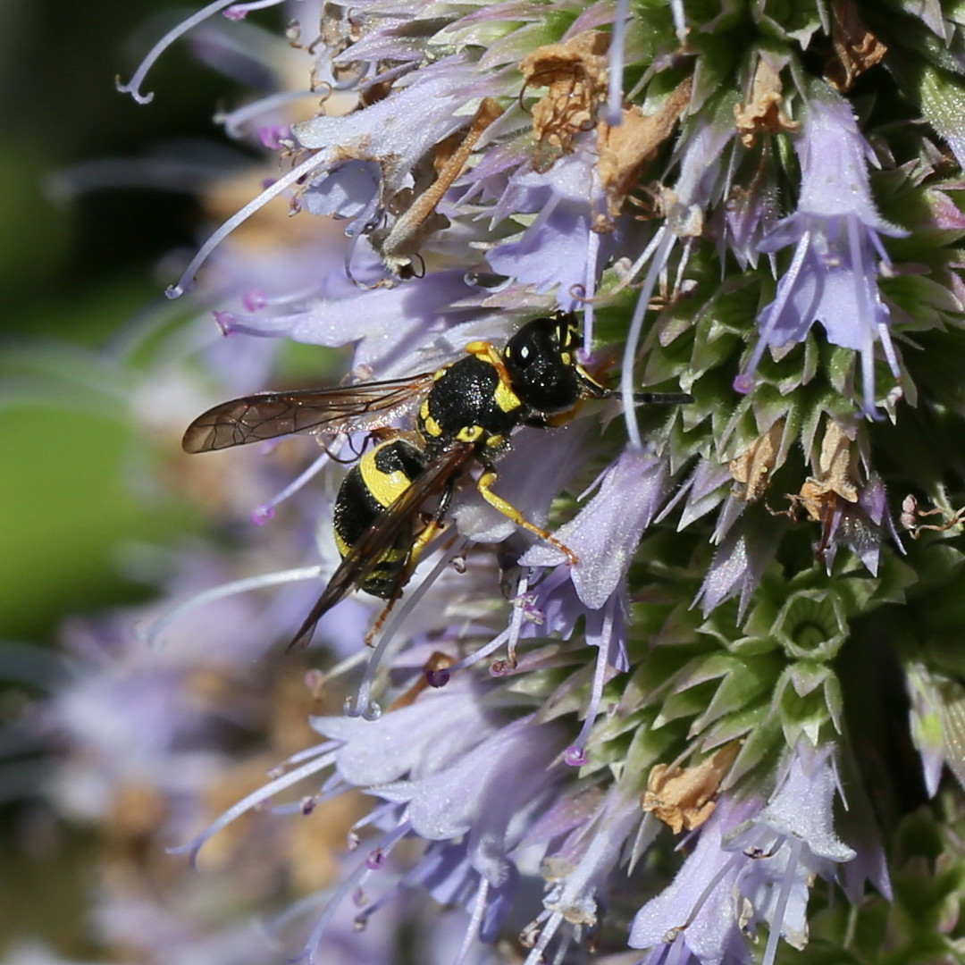 Töpferwespe (Odynerus reniformis)