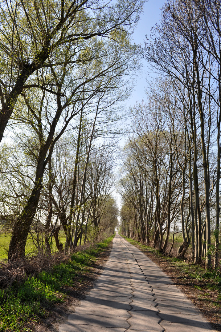 Töplitzinsel - "Straße" nach Göttin