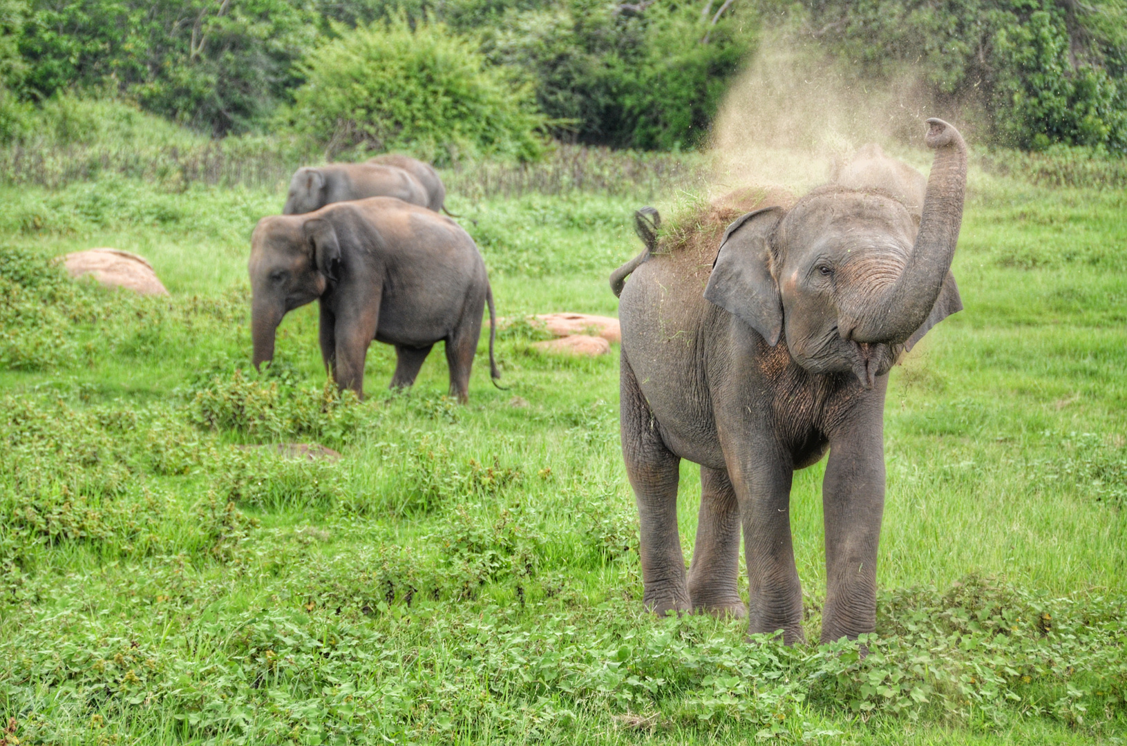 Törö Foto & Bild asia, sri lanka, tiere Bilder auf