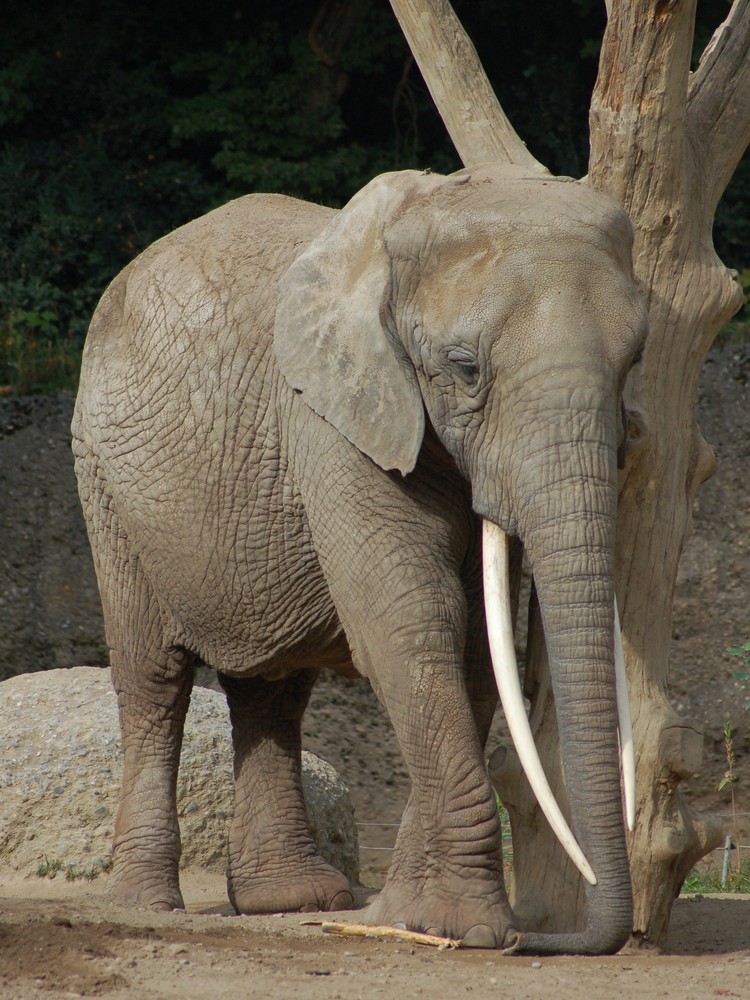 Töröööö!!! - Elefant im Zoo