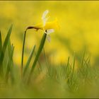 „Törööööö“  der Frühling ist (war) da ...