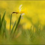 „Törööööö“  der Frühling ist (war) da ...