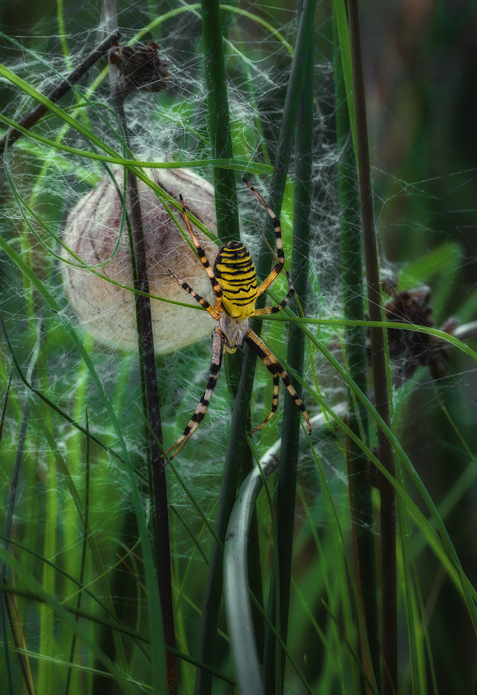 tötliche Tigerspinne