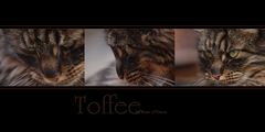 Toffee