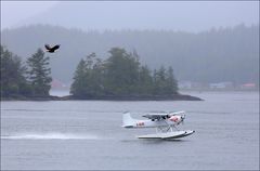 Tofino