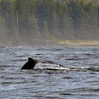 Tofino