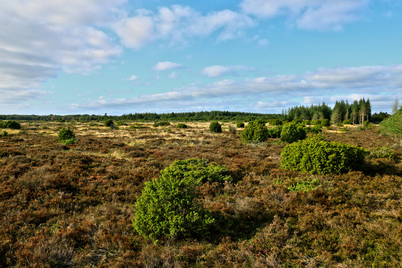 Tofteskovtårnet