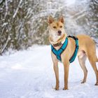 Tofu im Schnee