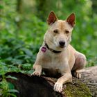 Tofu im Wald