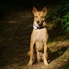 Tofu in der Abendsonne