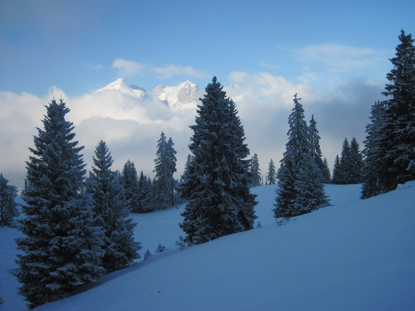 Toggenburg