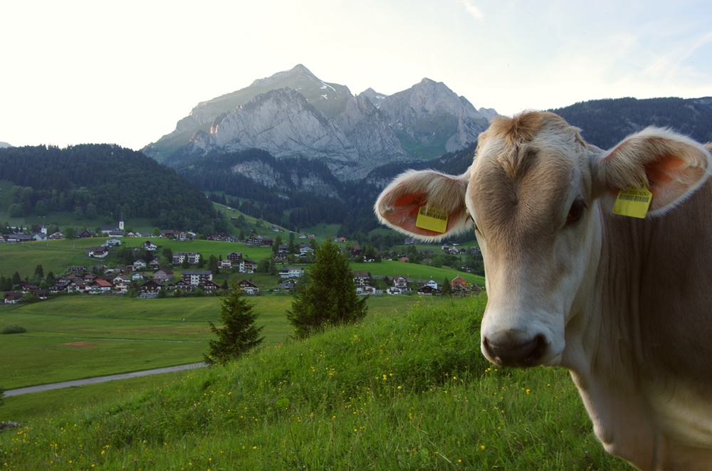 Toggenburger Schönheit