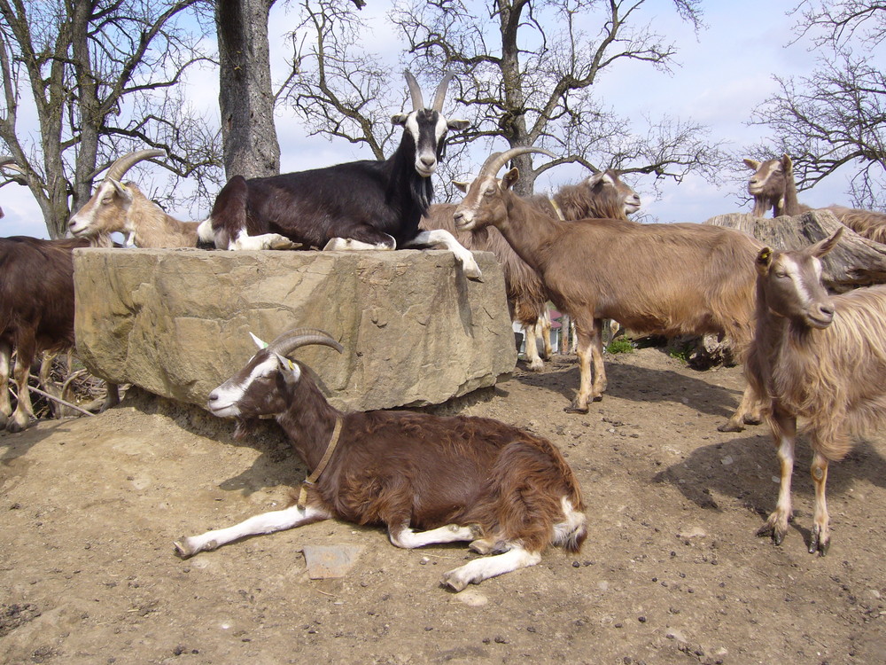 Toggenburger Ziegen bei der Siesta