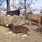 Toggenburger Ziegen bei der Siesta