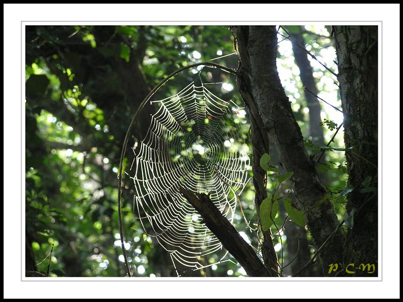 Toile d’araigne dans sous bois