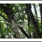 Toile d’araigne dans sous bois