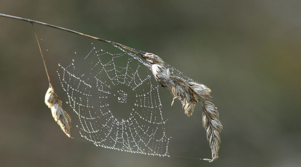 toile d'araignée