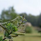 Toile d'araignée au petit matin