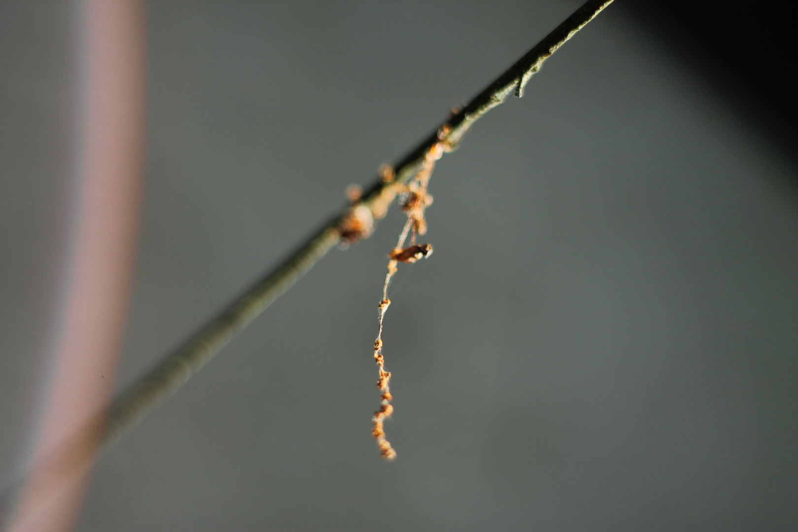 Toile d’araignée sur une branche.