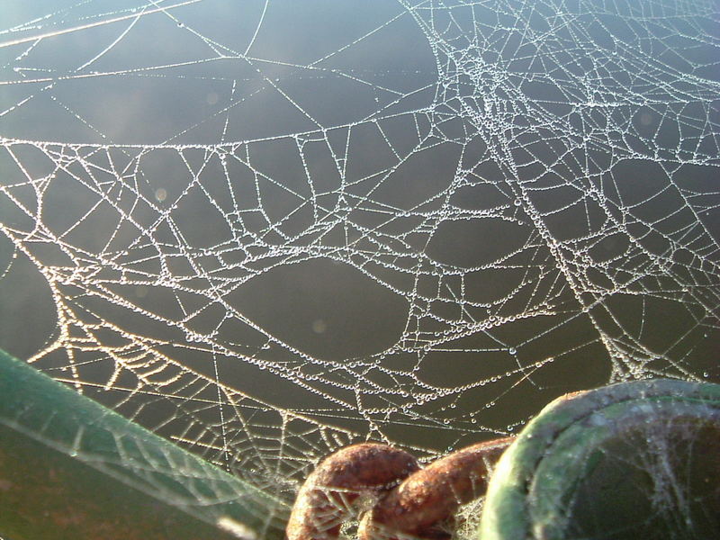 toiles d'araignée