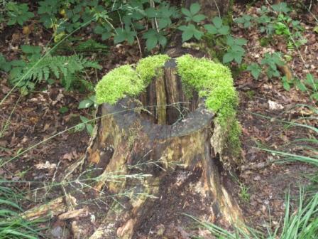 Toilet of the forest