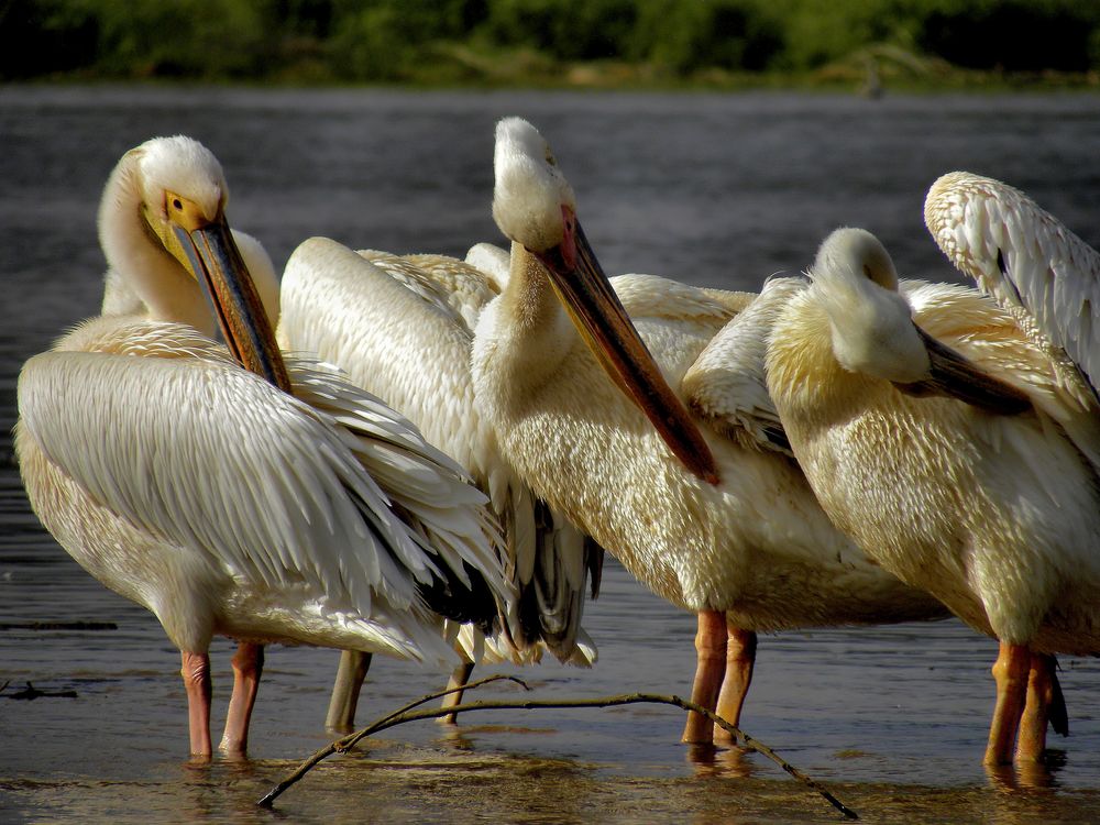 Toilette..................