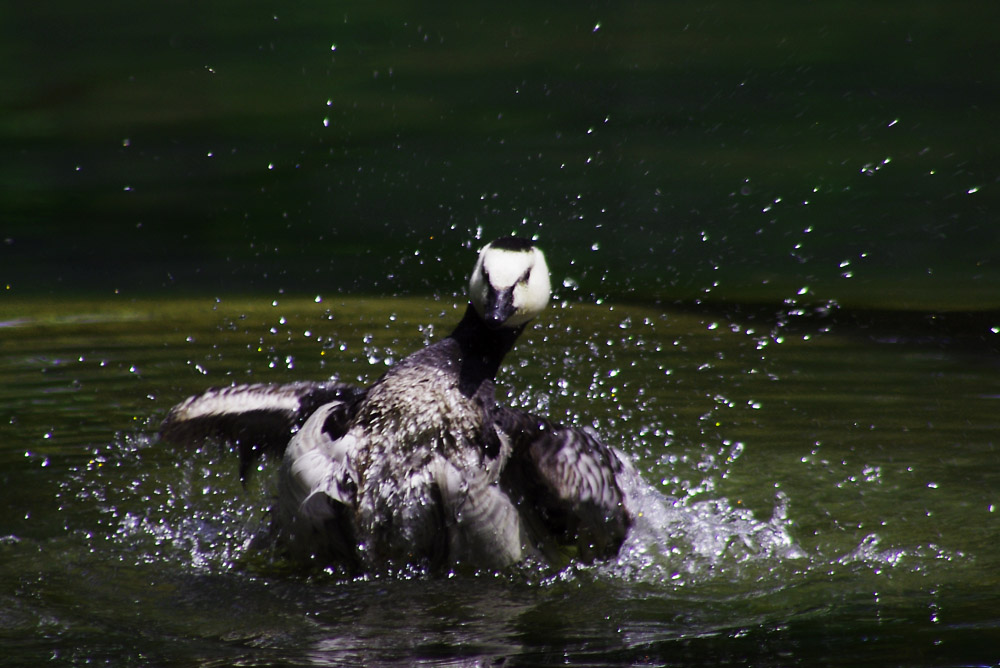 Toilette