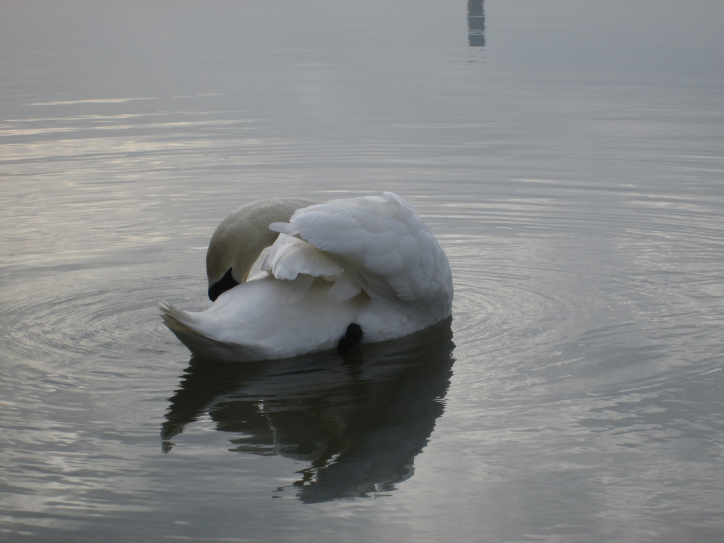 Toilette