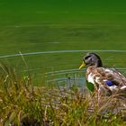 Toilette au Lac Genin.